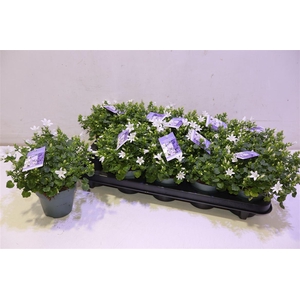 arr8 Camp Portenschlagian Wit