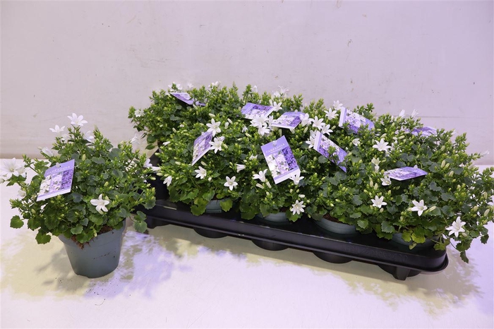 <h4>arr8 Camp Portenschlagian Wit</h4>