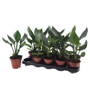 STRELITZIA REGINAE