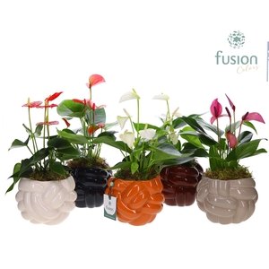 Keramiek pot Medium met Anthurium