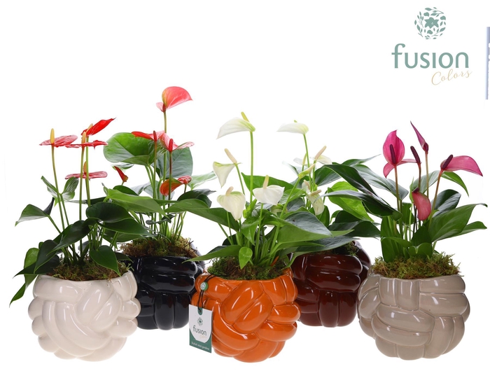 <h4>Keramiek pot Medium met Anthurium</h4>