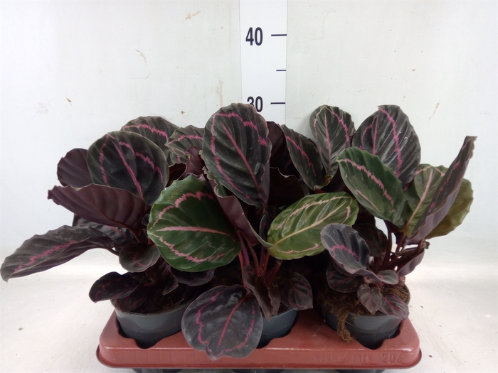 <h4>Calathea roseopicta 'Dottie'</h4>