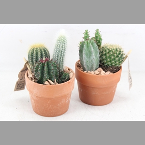 arr3 UB - Terra kraag potje kl. x9 cactus