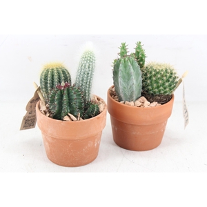 arr3 UB - Terra kraag potje kl. x9 cactus