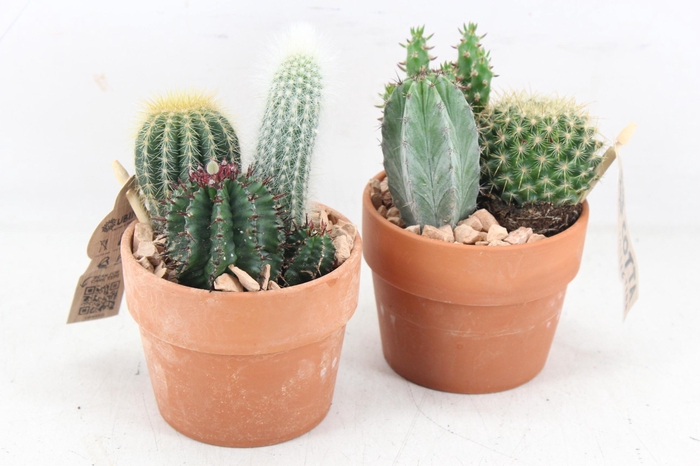 <h4>arr3 UB - Terra kraag potje kl. x9 cactus</h4>