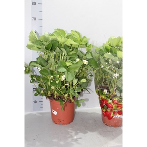 FRAGARIA ELSANTA FRAG ELSANTA