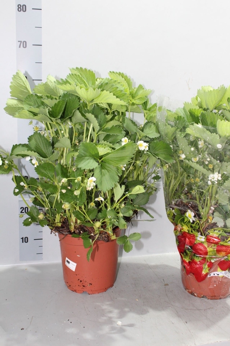 FRAGARIA ELSANTA FRAG ELSANTA