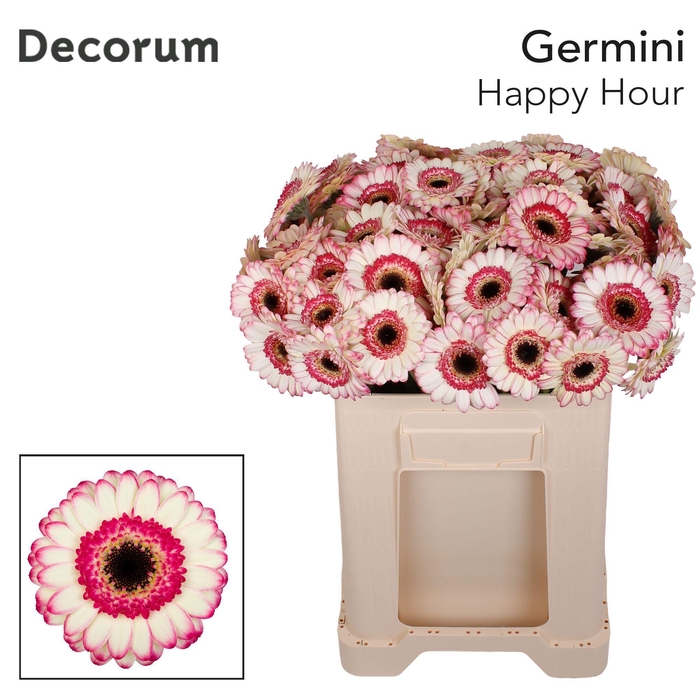 <h4>Germini Happy Hour Water</h4>