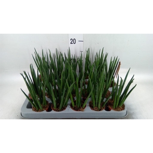 Sansevieria bacularis