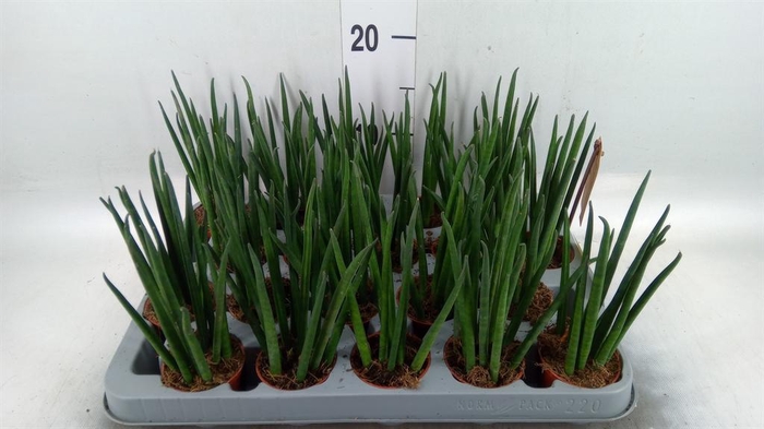 <h4>Sansevieria bacularis</h4>