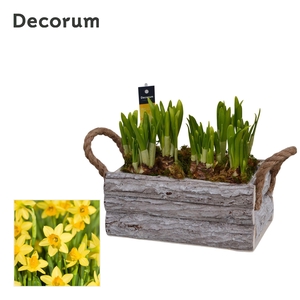 Narcis Twigs Box HL15793N