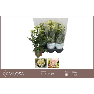 Kalanchoe Sunny White 14Ø 40cm