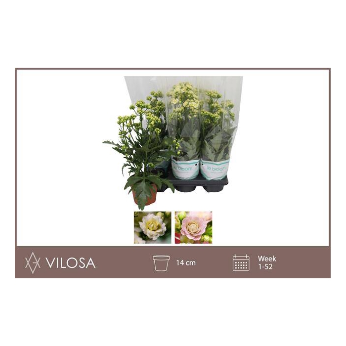 <h4>Kalanchoe Sunny White 14Ø 40cm</h4>