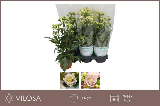 Kalanchoe Sunny White 14Ø 40cm