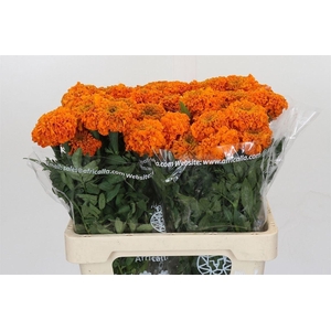 Tagetes E Promise Orange