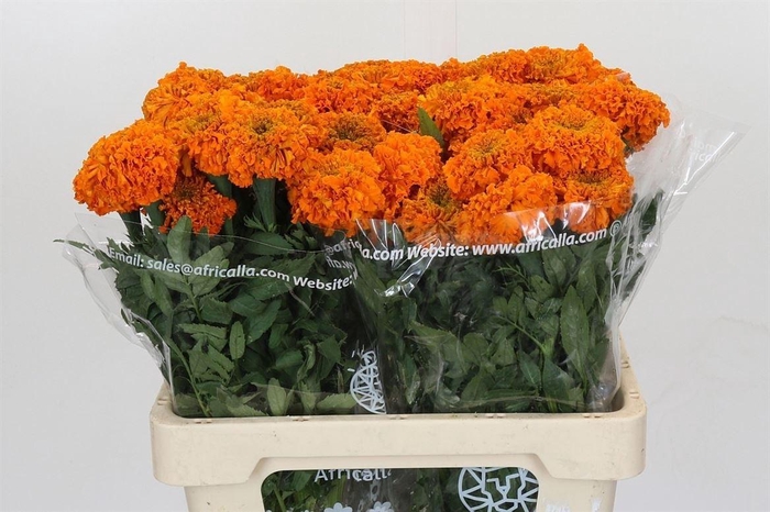 <h4>Tagetes E Promise Orange</h4>