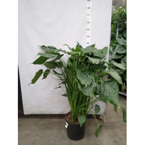 Alocasia cucullata