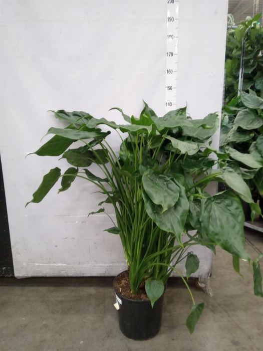 <h4>Alocasia cucullata</h4>