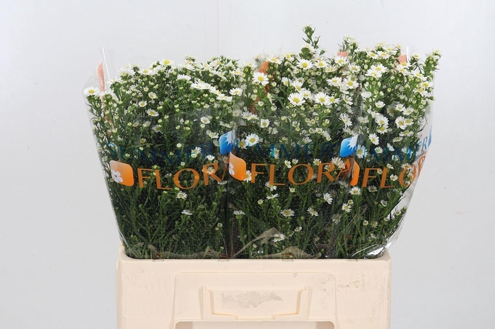 <h4>Ast U Paquita</h4>