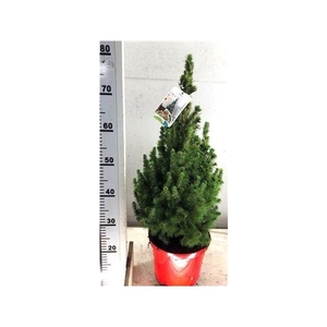 Picea Gl Conica Rode Pot