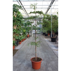 Overig planten