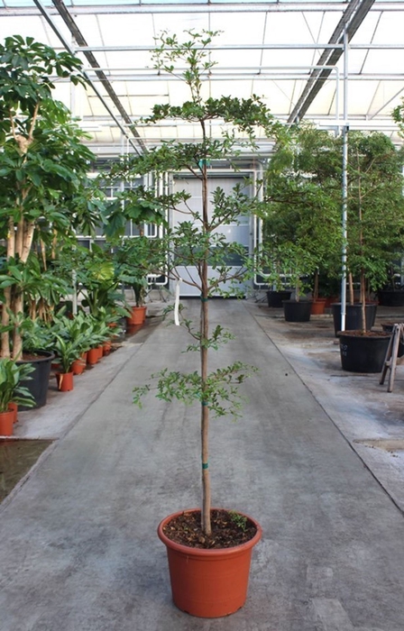 <h4>Overig planten</h4>