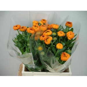 Calendula Green Spot Orange Verano