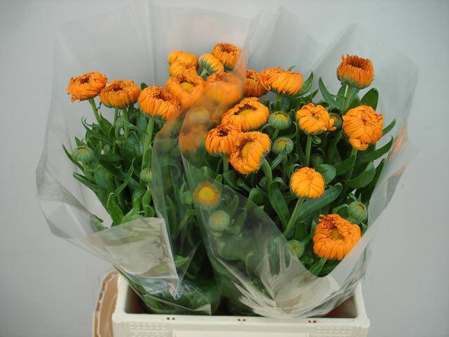 <h4>Calendula Green Spot Orange Verano</h4>