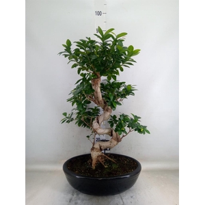 Ficus microcarpa 'Ginseng'