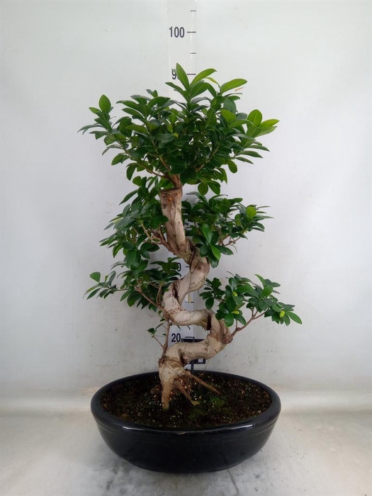 <h4>Ficus microcarpa 'Ginseng'</h4>