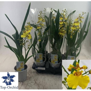 Oncidium (Cites) 12Ø 50cm 1st