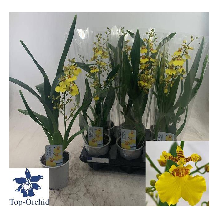 <h4>Oncidium (Cites) 12Ø 50cm 1st</h4>