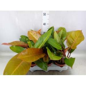 Philodendron  'Sunlight'