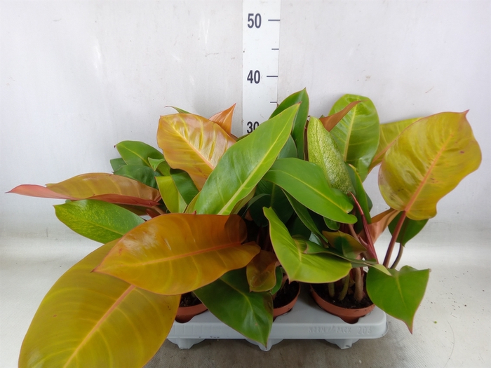 <h4>Philodendron  'Sunlight'</h4>