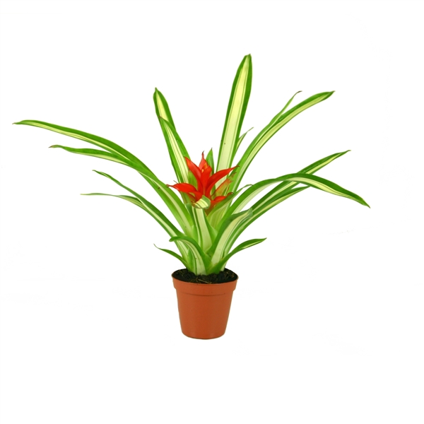 <h4>Guzmania Ice Cream</h4>