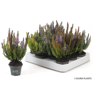 CALLUNA VULGARIS p6 trio