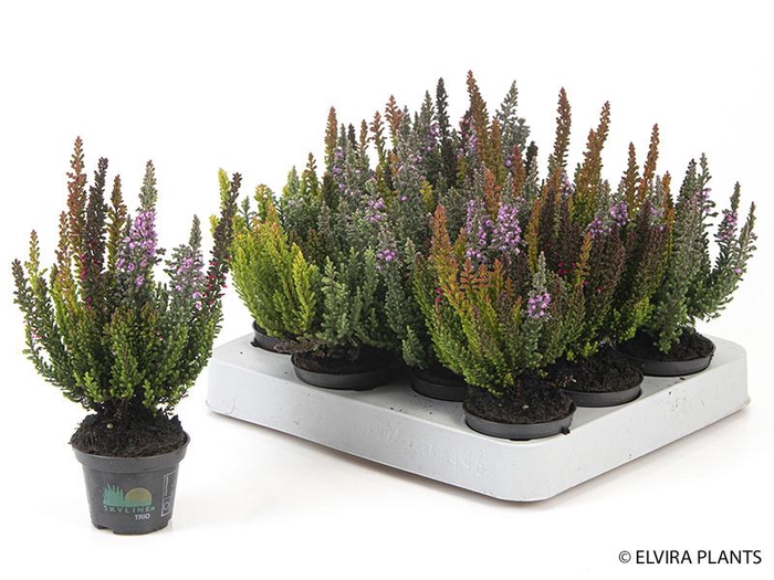 <h4>CALLUNA VULGARIS p6 trio</h4>
