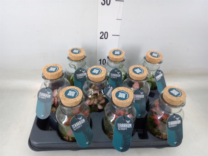 <h4>Arr.    Planten  L%</h4>