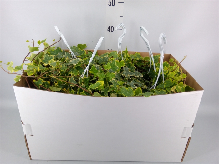 <h4>Hedera helix 'Goldchild'</h4>
