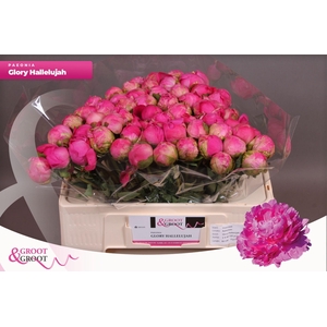 Paeonia Glory Hallelujah