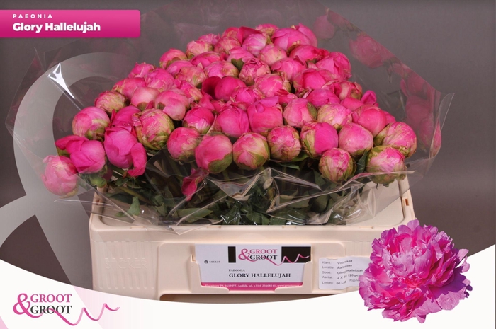 <h4>Paeonia Glory Hallelujah</h4>