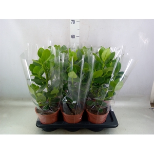 Clusia rosea 'Princess'