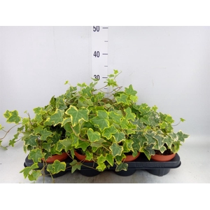 Hedera helix 'Goldchild'