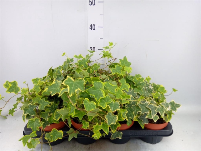<h4>Hedera helix 'Goldchild'</h4>