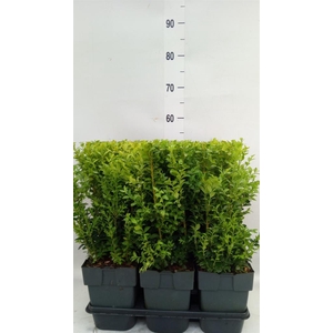 Buxus semp.   ...
