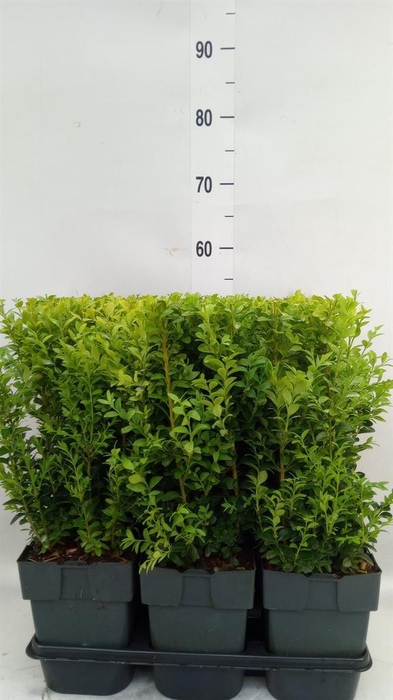 <h4>Buxus semp.   ...</h4>