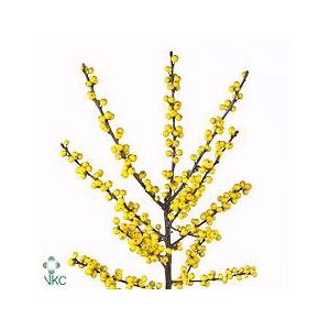 Ilex verticillata citronella