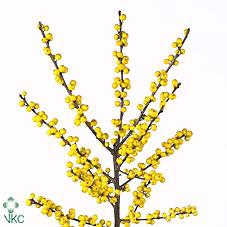 <h4>Ilex verticillata citronella</h4>