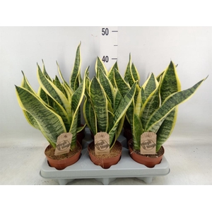 Sansevieria trifa. 'Futura Superba'