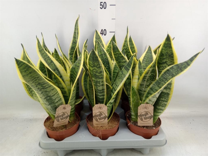 <h4>Sansevieria trifa. 'Futura Superba'</h4>
